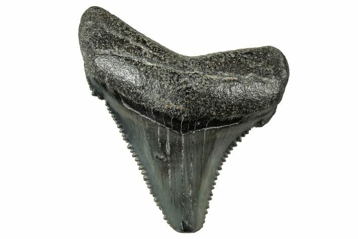 Serrated Angustidens Tooth - Megalodon Ancestor #326312